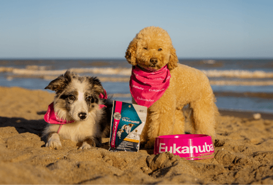 Proyecto La Idea Agencia Creativa